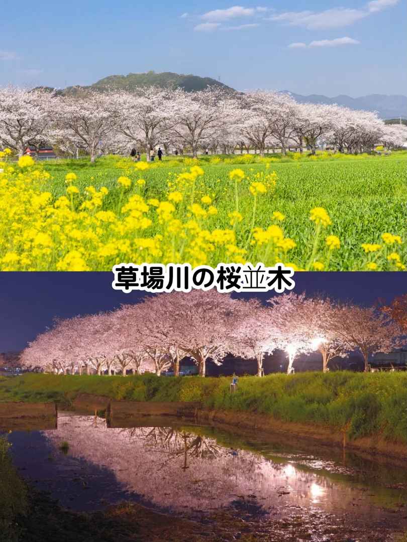 Best Cherry Blossom Spots in Fukuoka 2025 | Top Sakura Viewing Locations & Tips