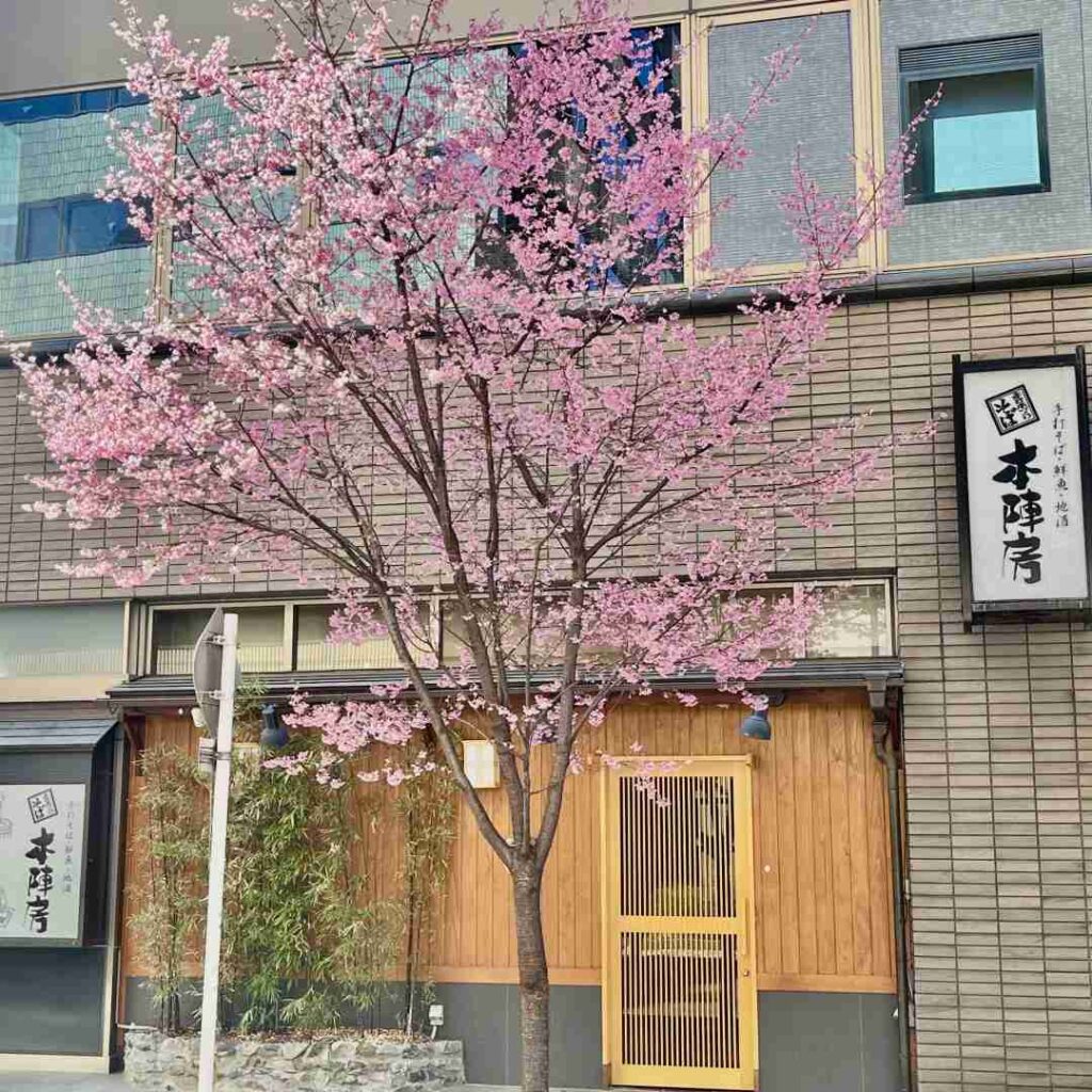 Best Cherry Blossom Spots in Nihonbashi Tokyo: Ultimate Spring Guide 🌸