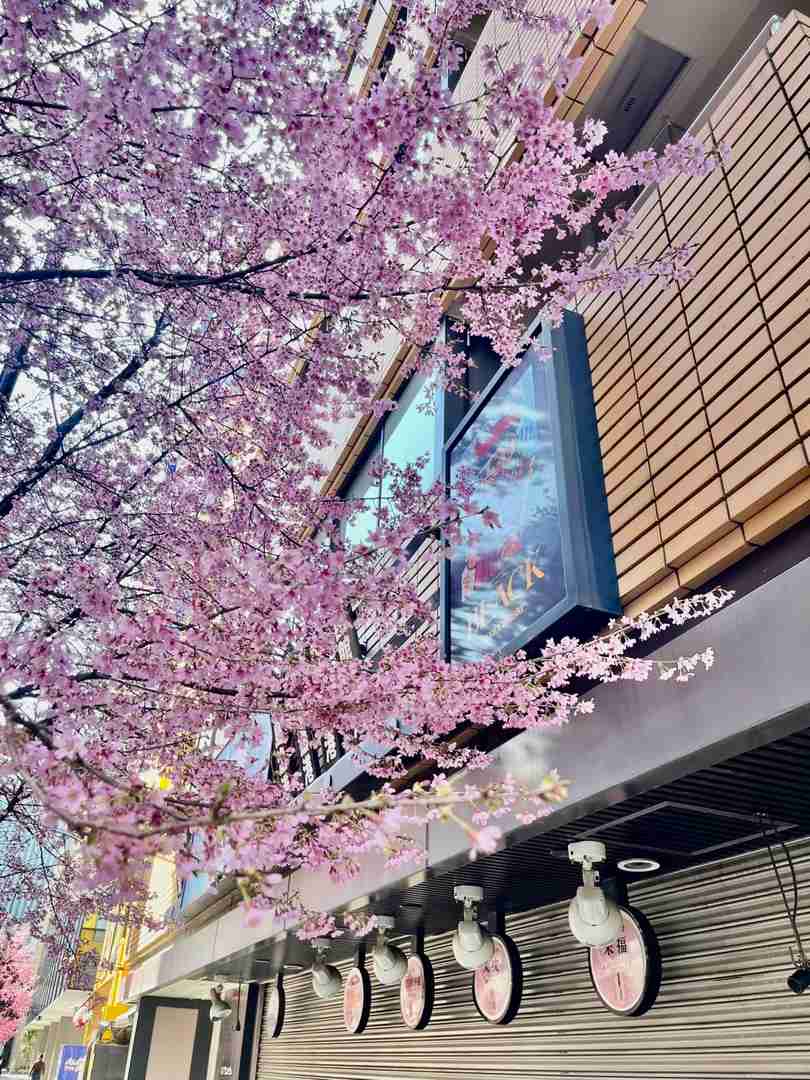Best Cherry Blossom Spots in Nihonbashi Tokyo: Ultimate Spring Guide 🌸