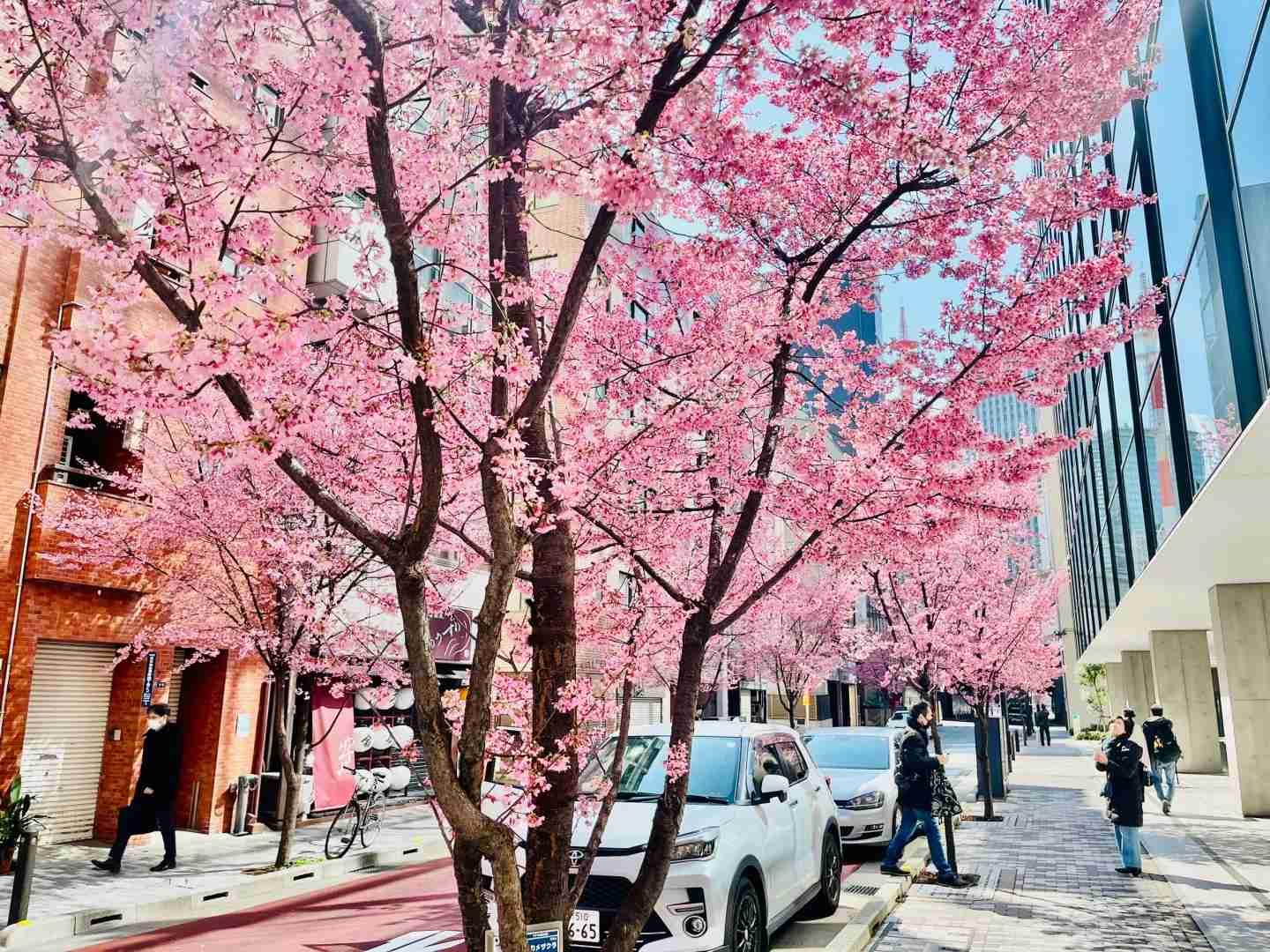 Best Cherry Blossom Spots in Nihonbashi Tokyo: Ultimate Spring Guide 🌸