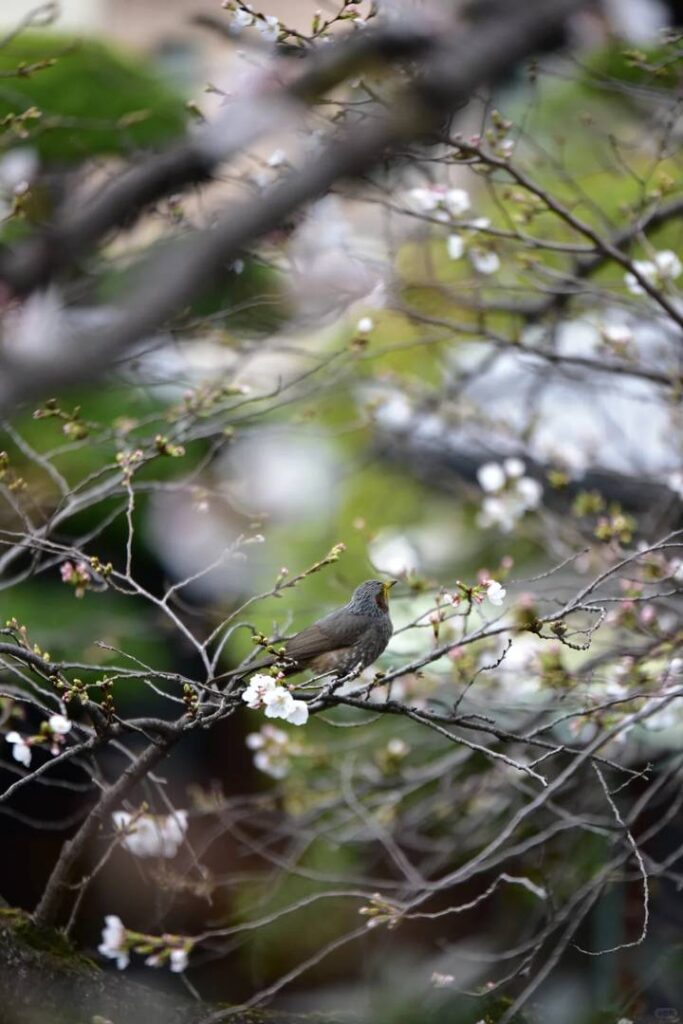 大阪のおすすめ桜の名所 | カルペ・ディエム旅行ガイド＆春の旅程