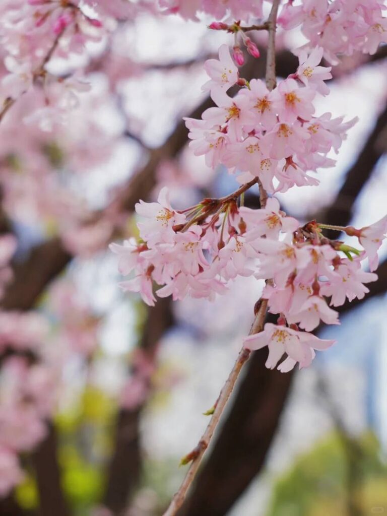 Les meilleurs endroits pour voir les cerisiers en fleurs à Busan :...