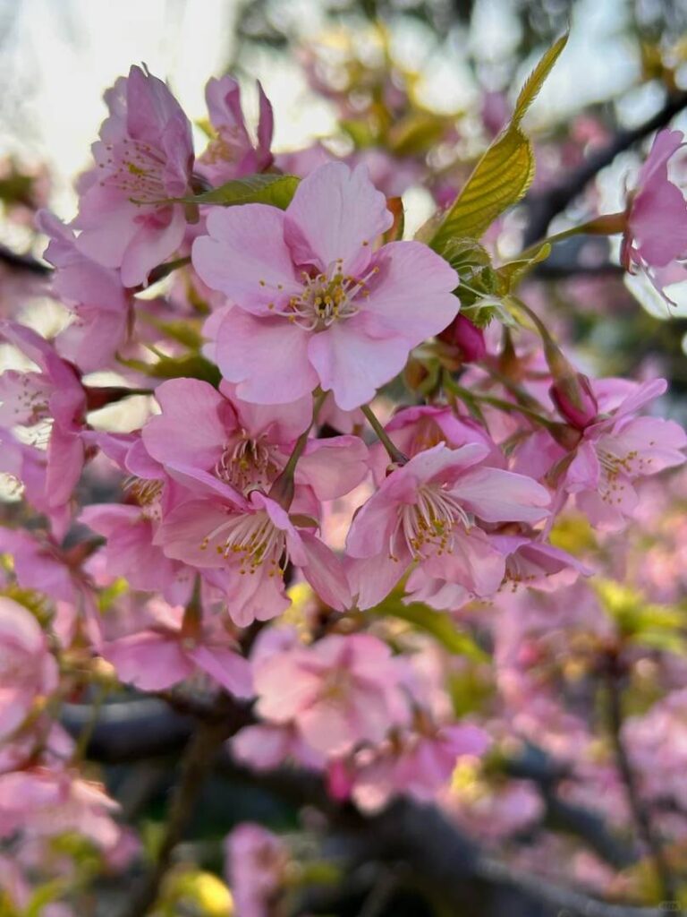 Best Spots to See Kawazu Cherry Blossoms in Fukuoka City 2025 – Full Bloom Guide 🌸