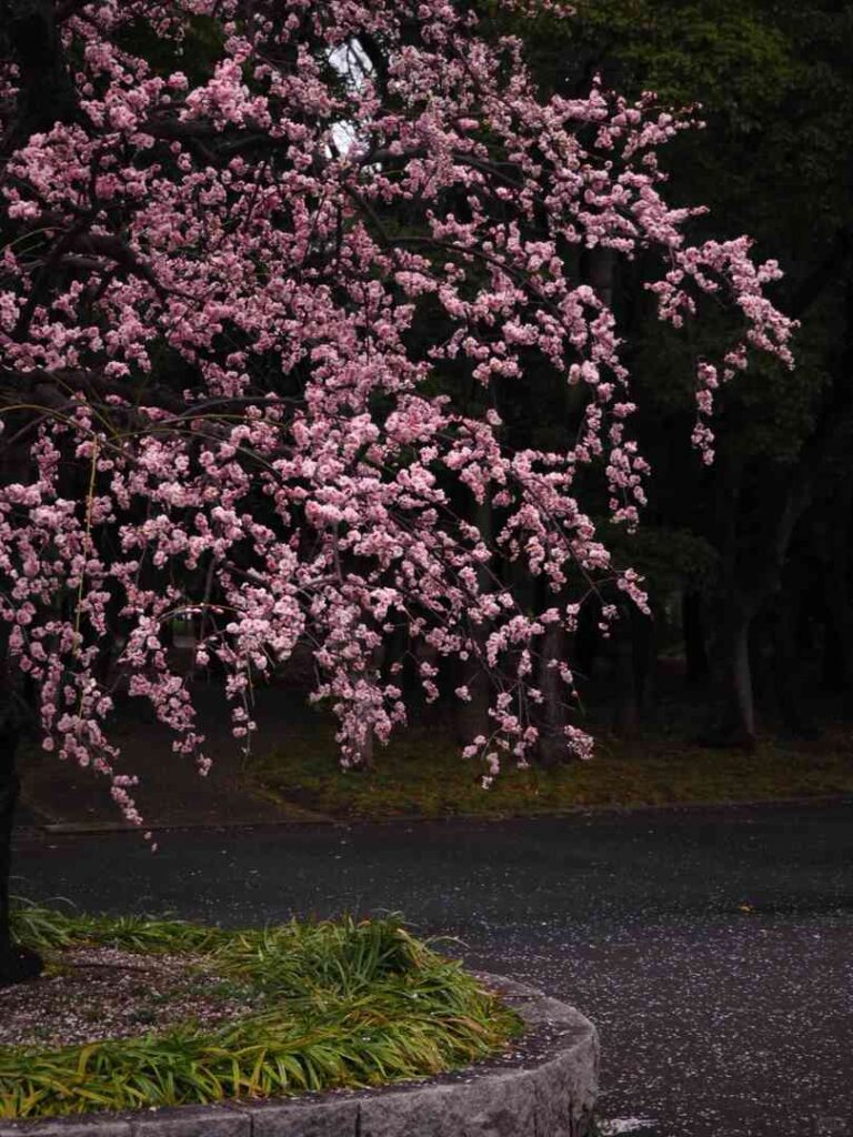 Beste Zeit, um Kirschblüten in Osaka zu sehen: Leitfaden zur Sakura-Besichtigung 2025