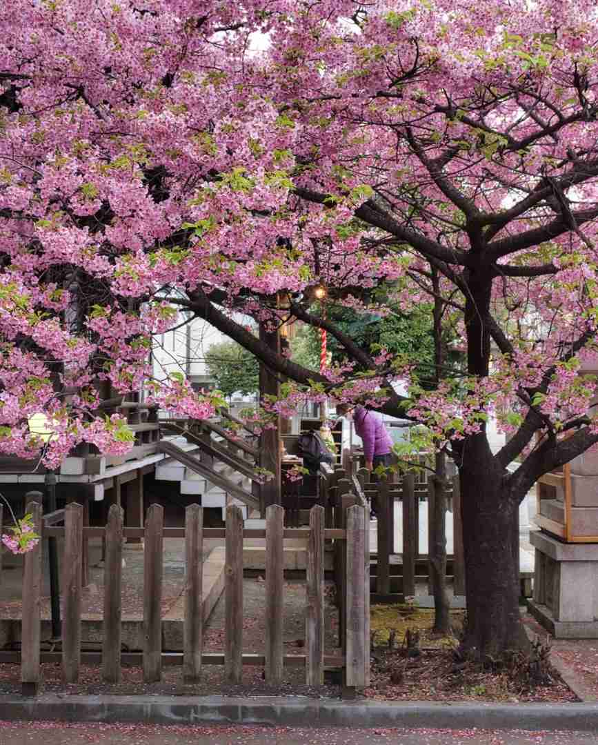Best Time to See Cherry Blossoms in Tokyo 2025 - Full Bloom Guide & Viewing Spots 🌸