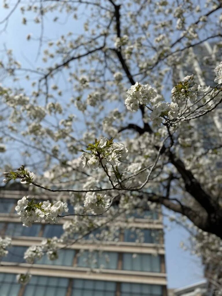 Meilleur moment pour voir les cerisiers en fleurs dans le parc d’Ueno Tokyo - Guide 🌸 de floraison du 25 mars