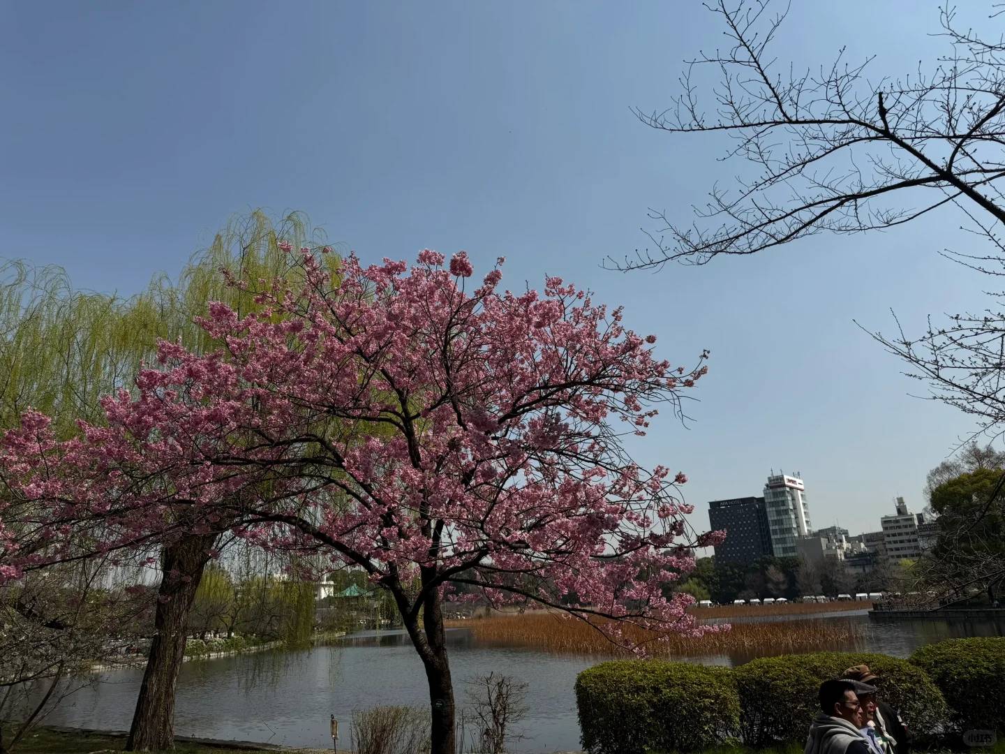 Best Time to See Cherry Blossoms in Ueno Park Tokyo - March 25th Bloom Guide 🌸