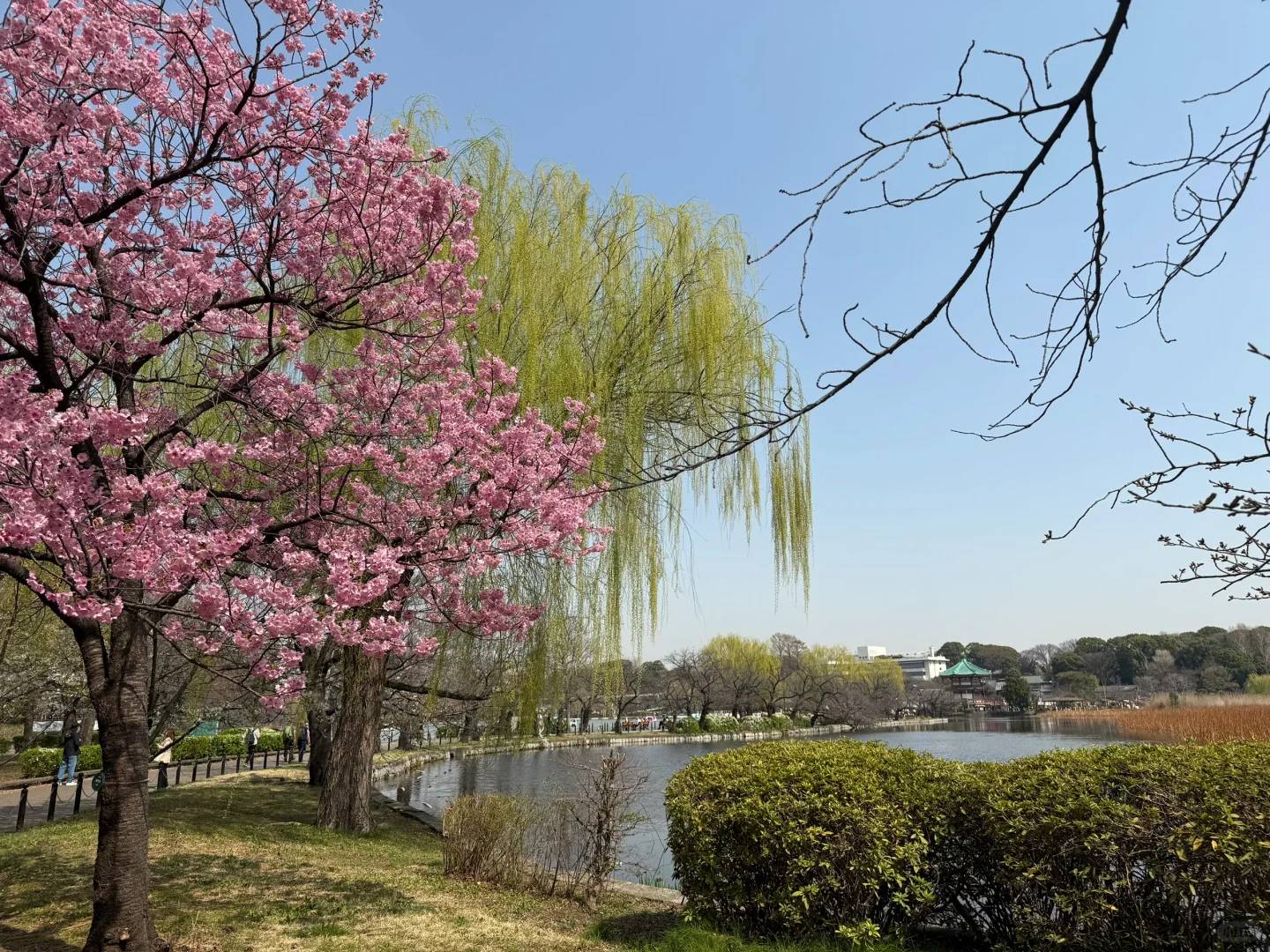Best Time to See Cherry Blossoms in Ueno Park Tokyo - March 25th Bloom Guide 🌸