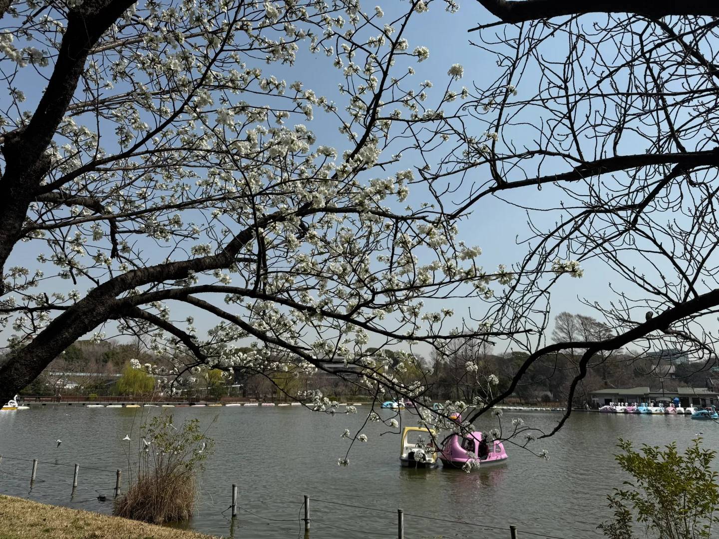 Best Time to See Cherry Blossoms in Ueno Park Tokyo - March 25th Bloom Guide 🌸