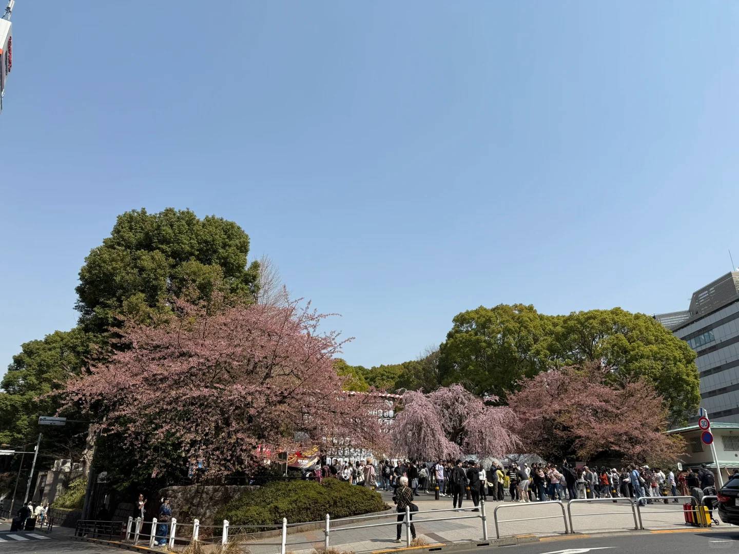 Best Time to See Ueno Park Cherry Blossoms in 2025 - March 25th Peak Bloom Guide 🌸