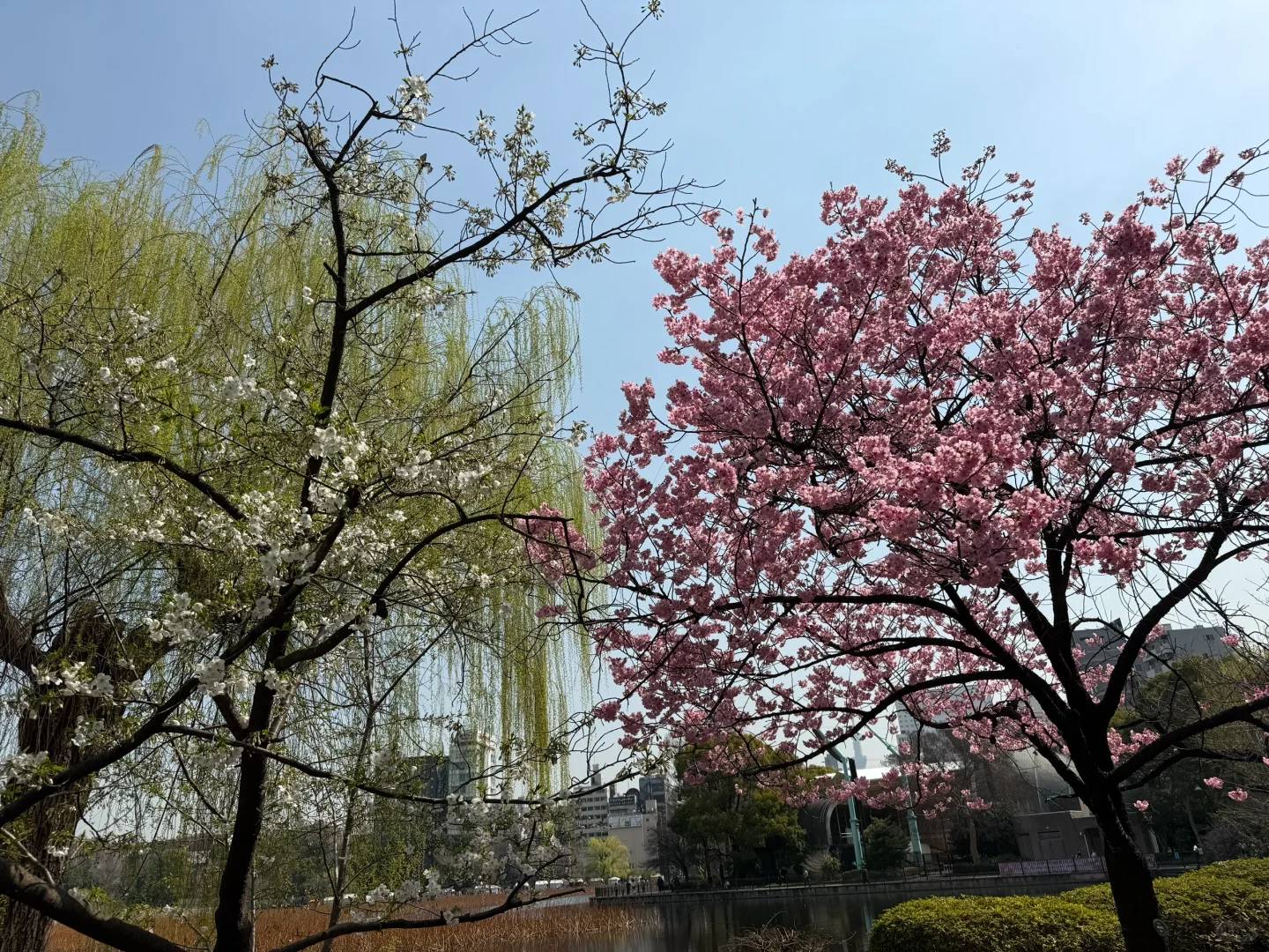 Best Time to See Ueno Park Cherry Blossoms in 2025 - March 25th Peak Bloom Guide 🌸