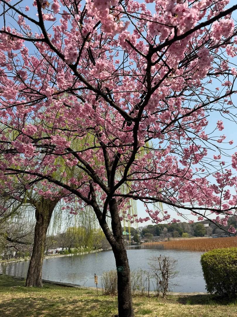 Best Time to See Ueno Park Cherry Blossoms in 2025 - March 25th Peak Bloom Guide 🌸