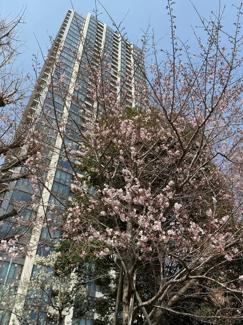 Best Time to See Ueno Park Cherry Blossoms in 2025 - March 25th Peak Bloom Guide 🌸