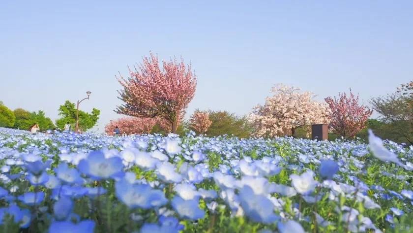 Best Time to Visit Toneri Park Tokyo: Stunning Spring Flower Fields from April 11-29