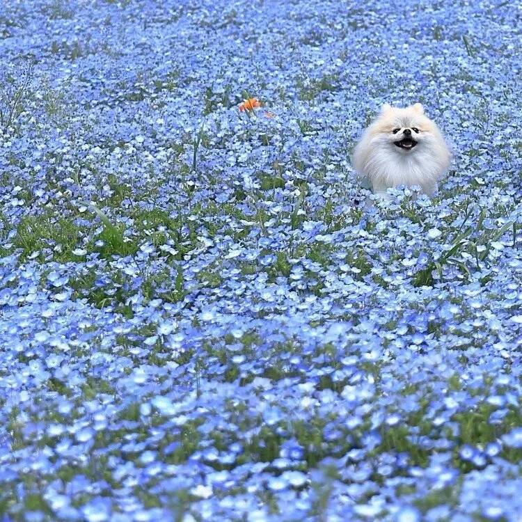 Best Time to Visit Toneri Park Tokyo: Stunning Spring Flower Fields from April 11-29