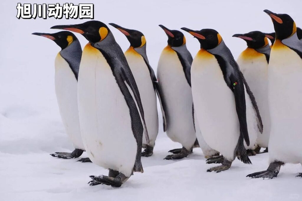 Viagem para Hokkaido em dezembro mudou meus hábitos de gastos - Insights e dicas de viagem com orçamento