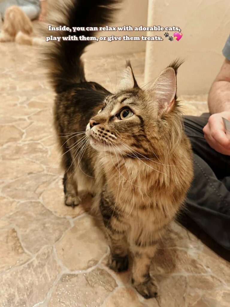 Découvrez Kichijōji Petit Mura : le village et le joyau caché le plus mignon de Tokyo sur le thème des chats