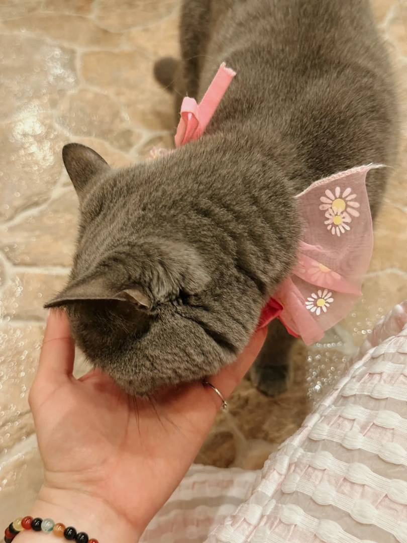 Discover Kichijōji Petit Mura: Tokyo's Cutest Cat-Themed Village & Hidden Gem