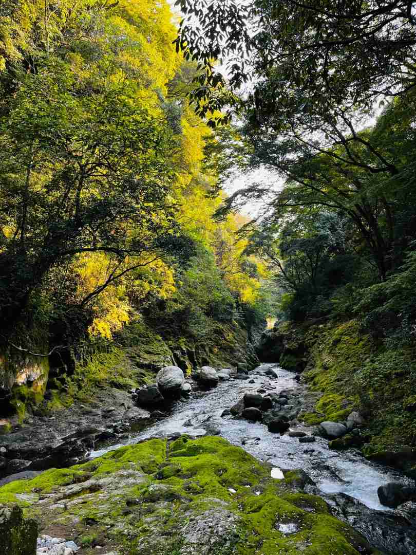 Discover the Enchanting Mysteries of Fukuoka's Hidden Forest Trails in Japan