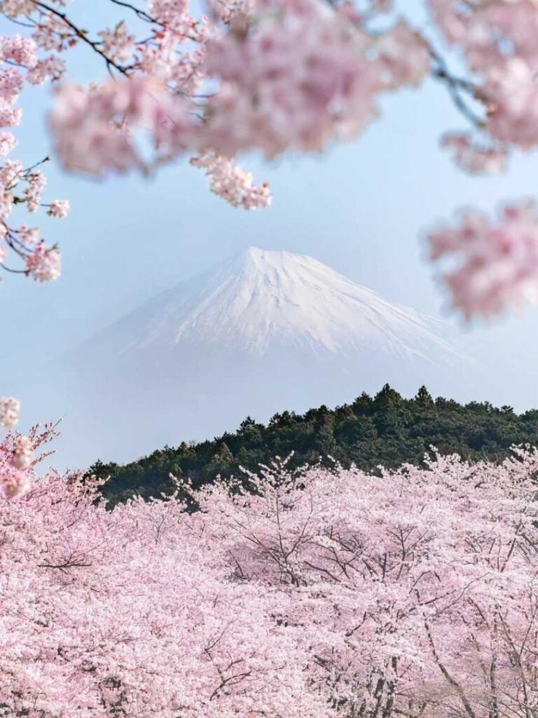 日本の桜ガイド：夢の桜旅行のベストスポットとTips