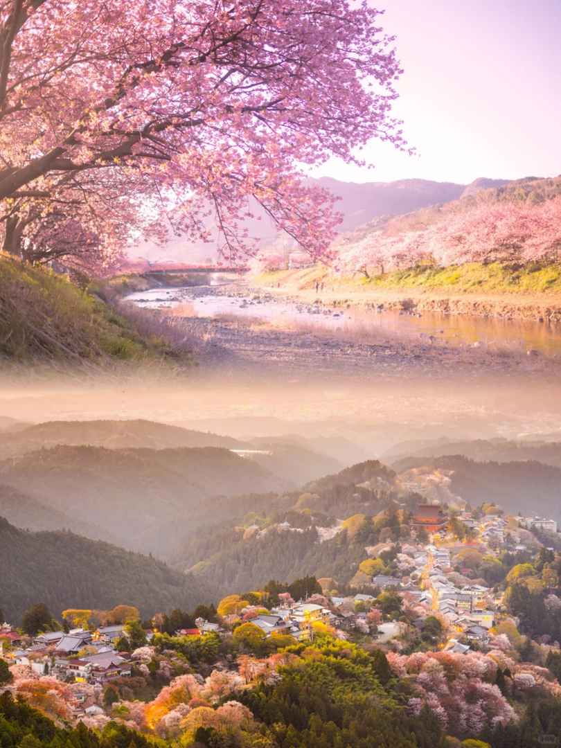 Japan Cherry Blossom Guide: Best Spots & Tips for Your Dream Sakura Trip