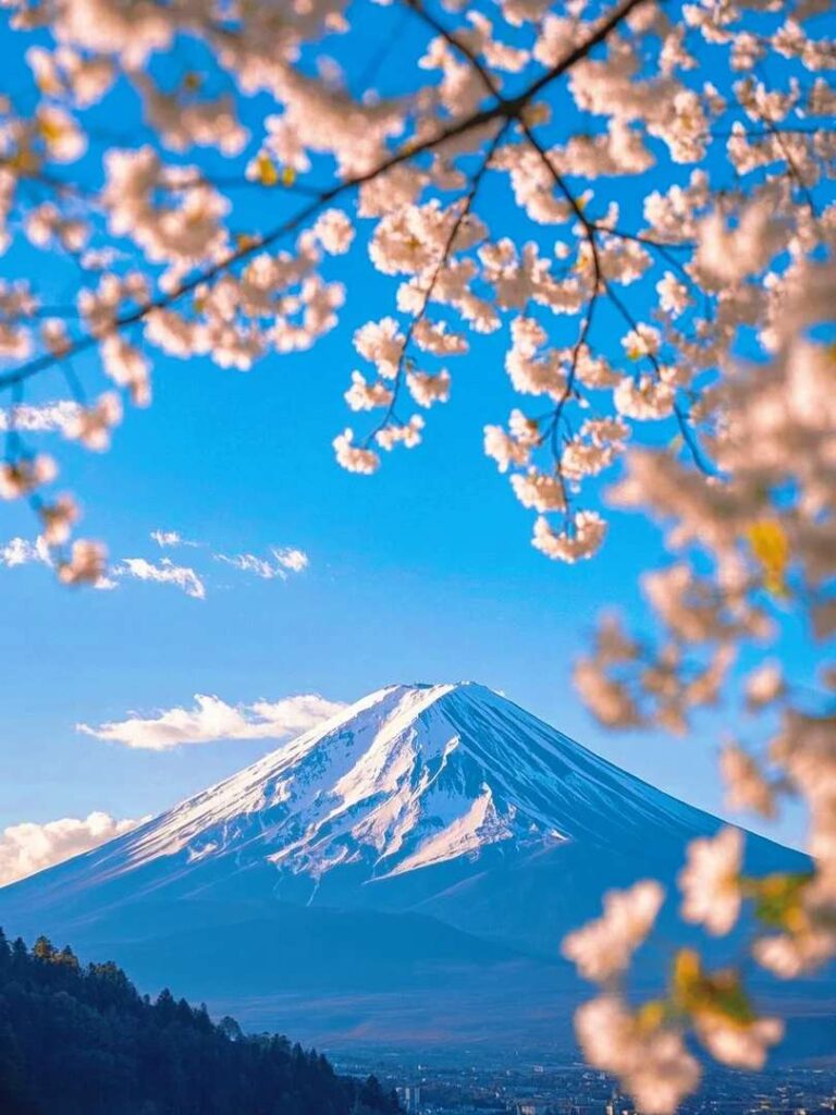 見事なピンクの春の日: 桜が満開の最高のスポット 🌸
