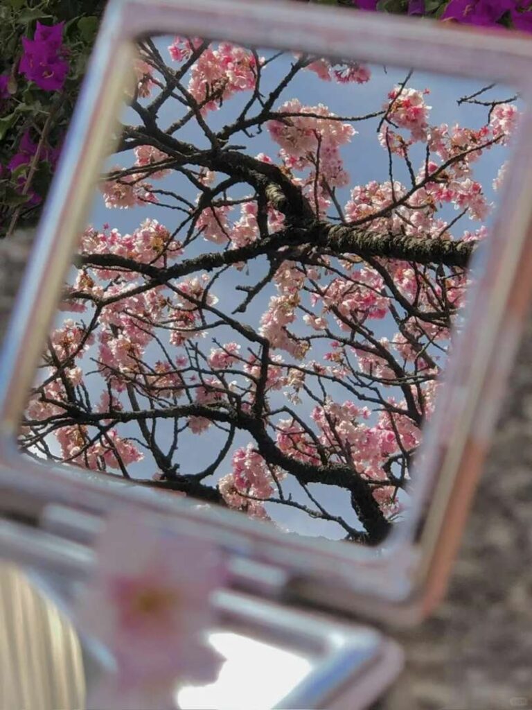 Stunning Pink Spring Day: Best Spots to See Cherry Blossoms in Full Bloom 🌸