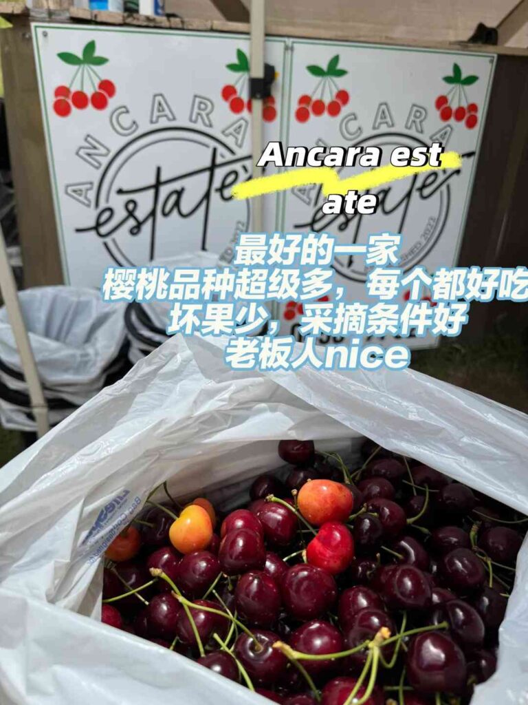 Обзор фермы вишни Аделаида: лучшие сорта и опыт дегустации 🍒