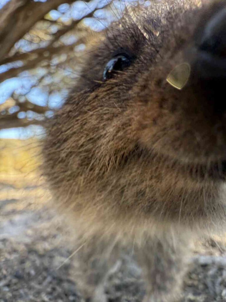 Adorable bébé quokka t’a donné un bisou : le moment animalier le plus mignon 😆