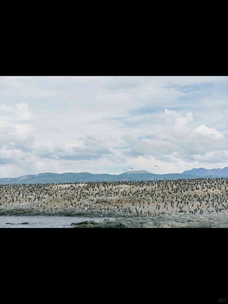 Affordable Penguin Watching in Ushuaia: A Cost-Effective Alternative to Antarctica Trip