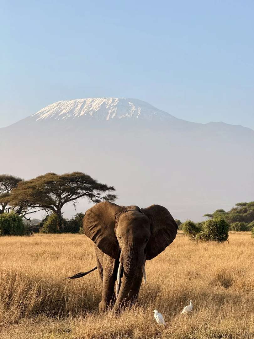 Amboseli National Park: Best Safari Tours with Stunning Kilimanjaro Views