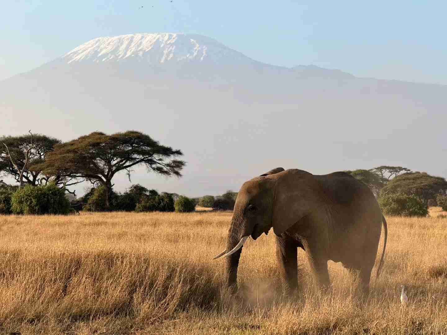 Amboseli National Park: Best Safari Tours with Stunning Kilimanjaro Views
