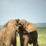 First-Time Hiking Mount Kilimanjaro: Essential Kenya Travel Tips & Trekking Guide