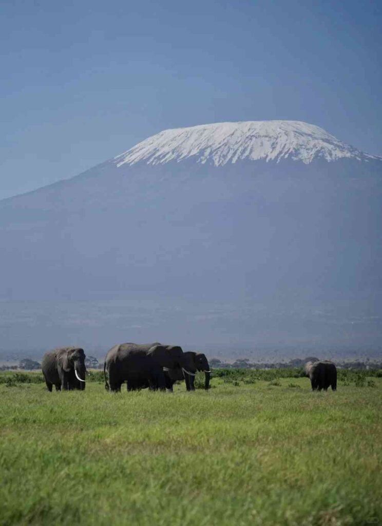 Amboseli Safari Kenia: $125 Private Elefantenbeobachtungstour