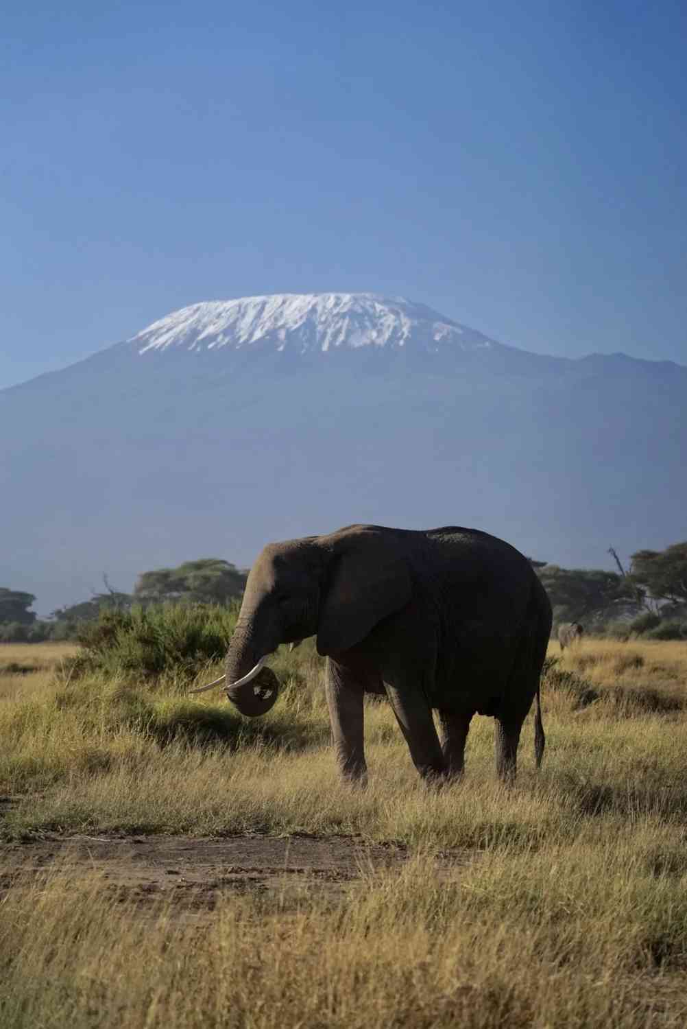 Safari em Amboseli, Quênia: $125 Tour Privado de Observação de Elefantes