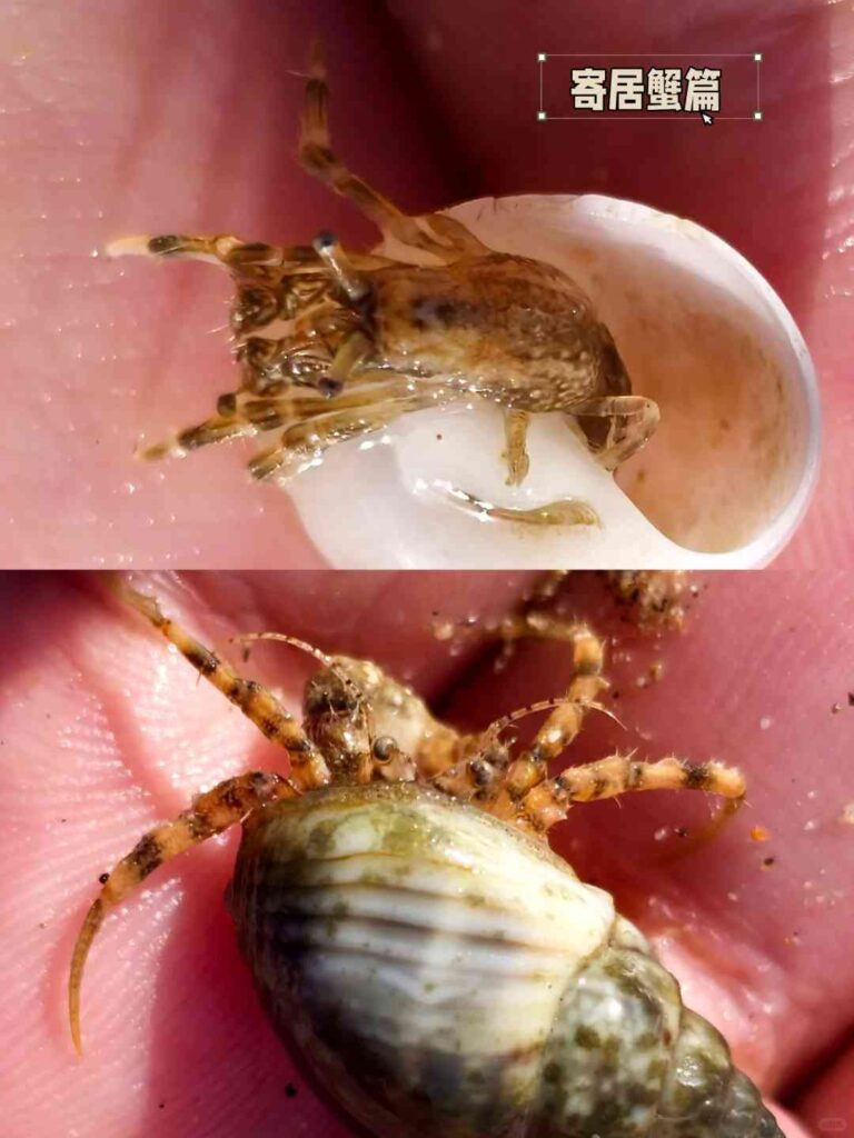 Bali-Strandspaziergangs-Guide: Entdecke versteckte Schätze und die besten Muschelsammelplätze