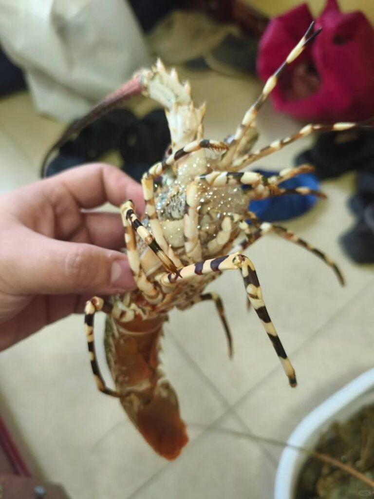Bester Fischmarktführer in Dar es Salaam: Frischer Fisch und lokale Delikatessen 2025