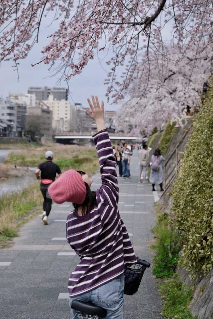 Best Kyoto Cherry Blossom Bike Tour: Affordable Kamo River Cycling Guide & Tips