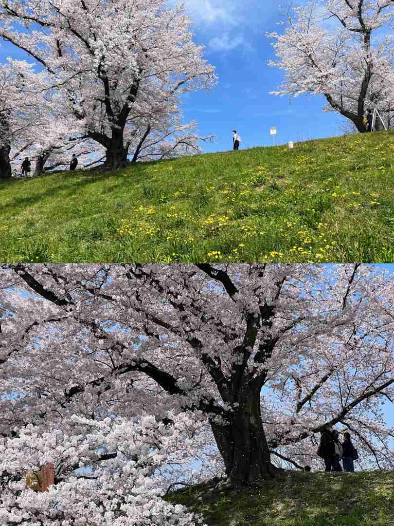 Best Kyoto Cherry Blossom Spots: 4 Years of Must-Visit Sakura Locations in Japan