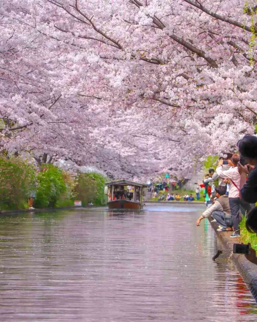 Best Kyoto Cherry Blossom Spots: Fushimi Jikkokubune Boat Tour Guide for Spring Viewing