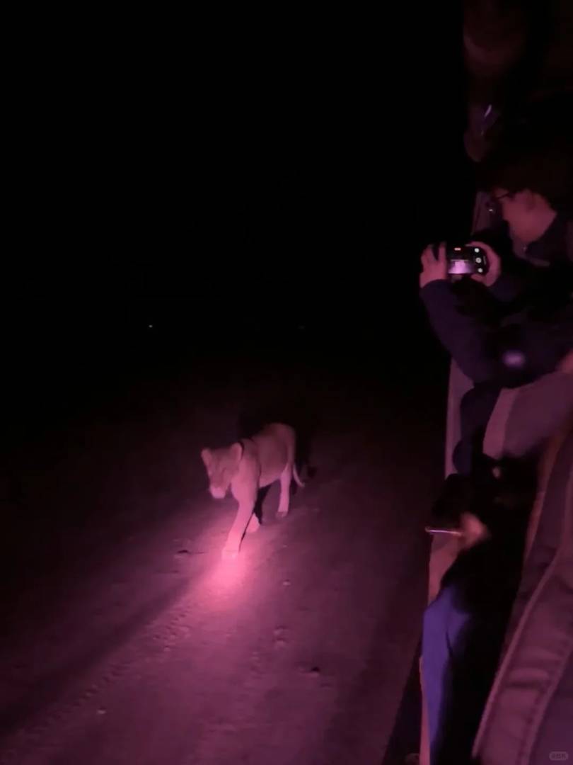Melhor Experiência de Safari Noturno: Dicas Top para Visitar Parques de Vida Selvagem Nocturna Após o Escuro