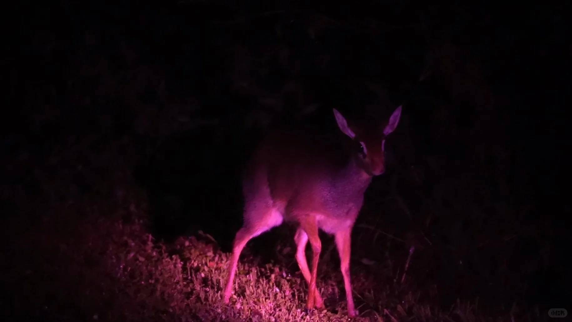 Melhor Experiência de Safari Noturno: Dicas Top para Visitar Parques de Vida Selvagem Nocturna Após o Escuro