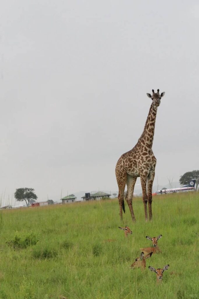 Best One-Day Safari Tour in Mikumi National Park Tanzania – Wildlife & Adventure Guide