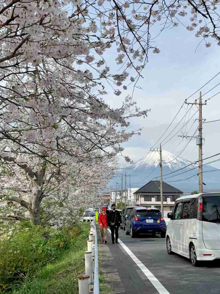 Best Spots to Enjoy Cherry Blossoms Under Mount Fuji – Scenic Viewing Guide 🌸🗻