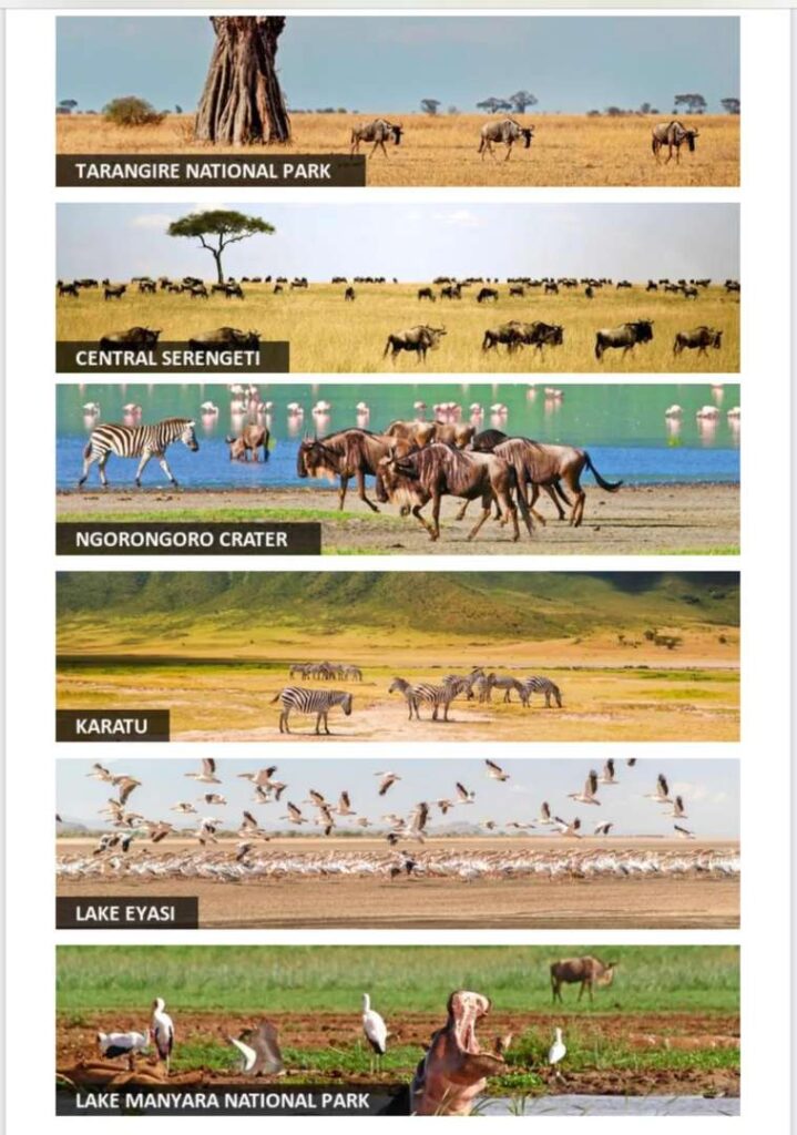 Best Tanzania Safari Itinerary Guide: Top Tour Packages & Planning Tips 2025
