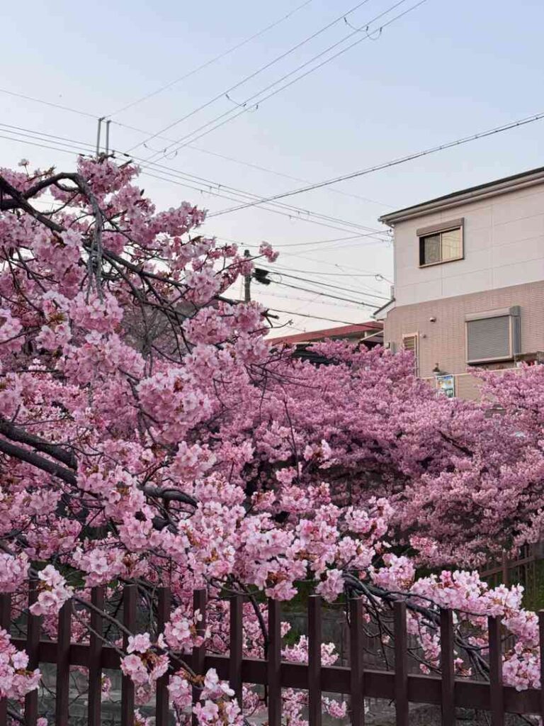 Best Time to See Kyoto Cherry Blossoms: A Sunny Spring Bike Tour Guide