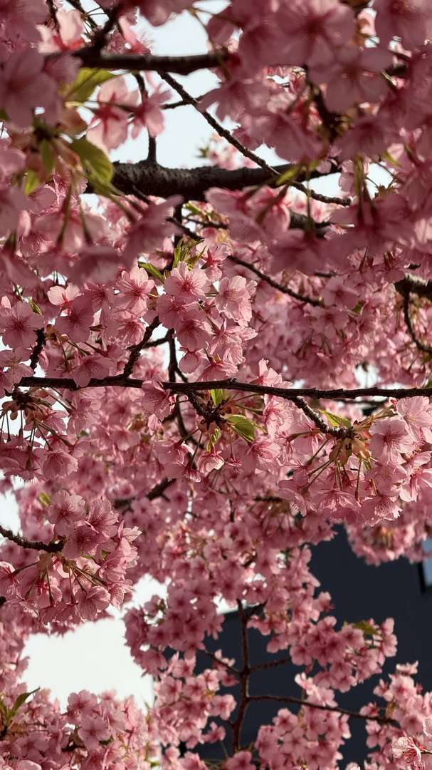 Best Time to See Yodomizu Road Kawazu Cherry Blossoms in Kyoto | 2025 Blooming Guide