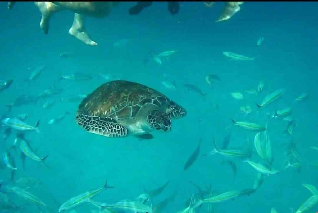 Best Time to Travel to Redang Island for Snorkeling and Relaxation