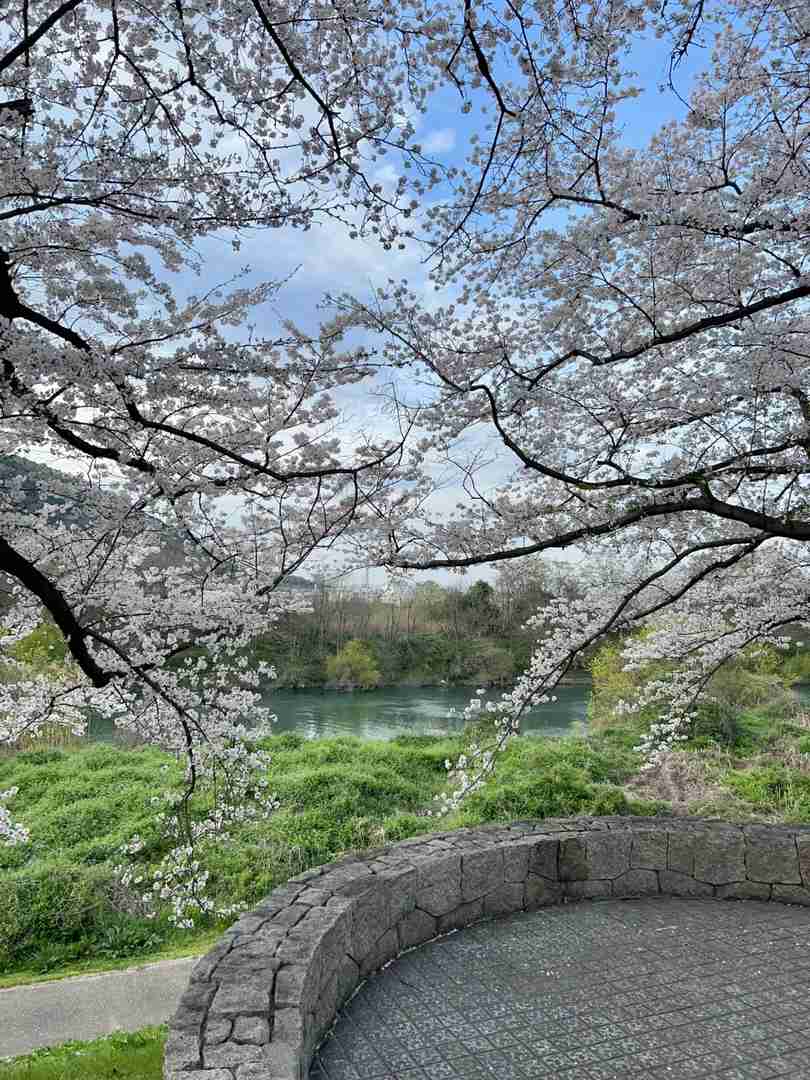 Melhor época para visitar Quioto: Guia e Dicas da Esplêndida Temporada de Flores de Cerejeira 2025