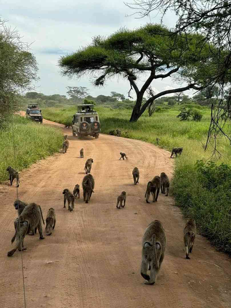 Aventura de Safári de Luxo de 16 Dias em Uganda, Quênia & Tanzânia - Excursões Exclusivas de Fauna Selvagem